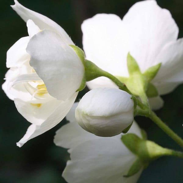 8191IwbFdXL. SL1500 1